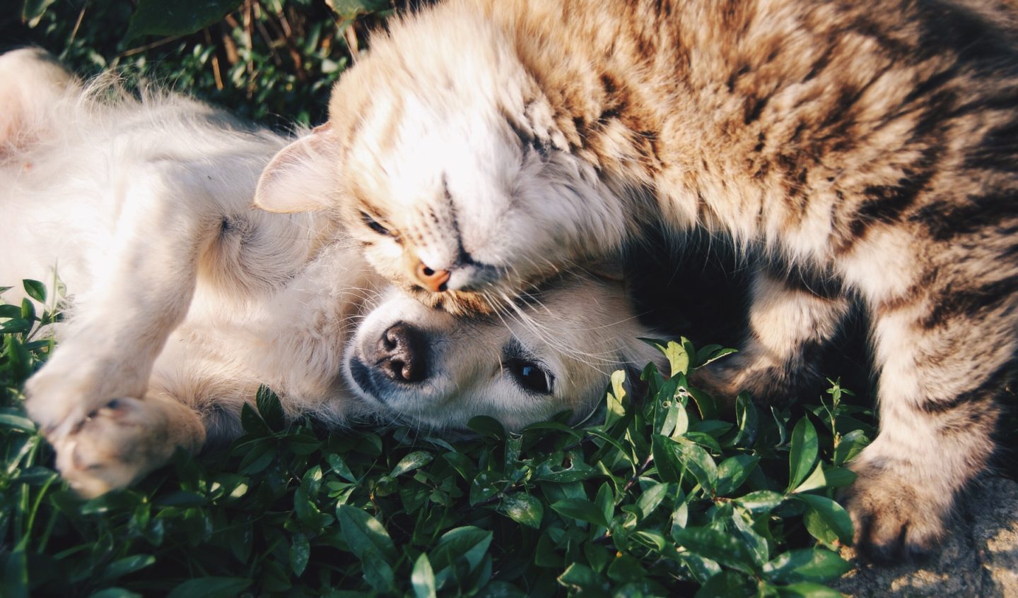 A fluffy tabby cat affectionately nuzzling a golden retriever puppy on a green grassy lawn, promoting sustainable pet ownership through companionship and care.