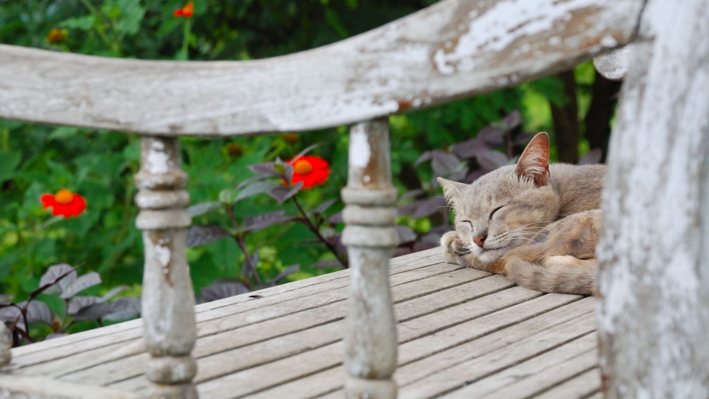 JamJarGill: 5 Tips For Creating A Cat-Friendly Garden
