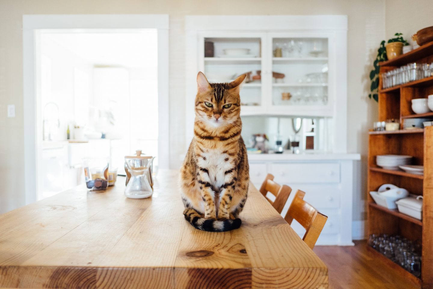 JamJarGill: Leaving Your Pets Out Of Your Lifestyle Choices