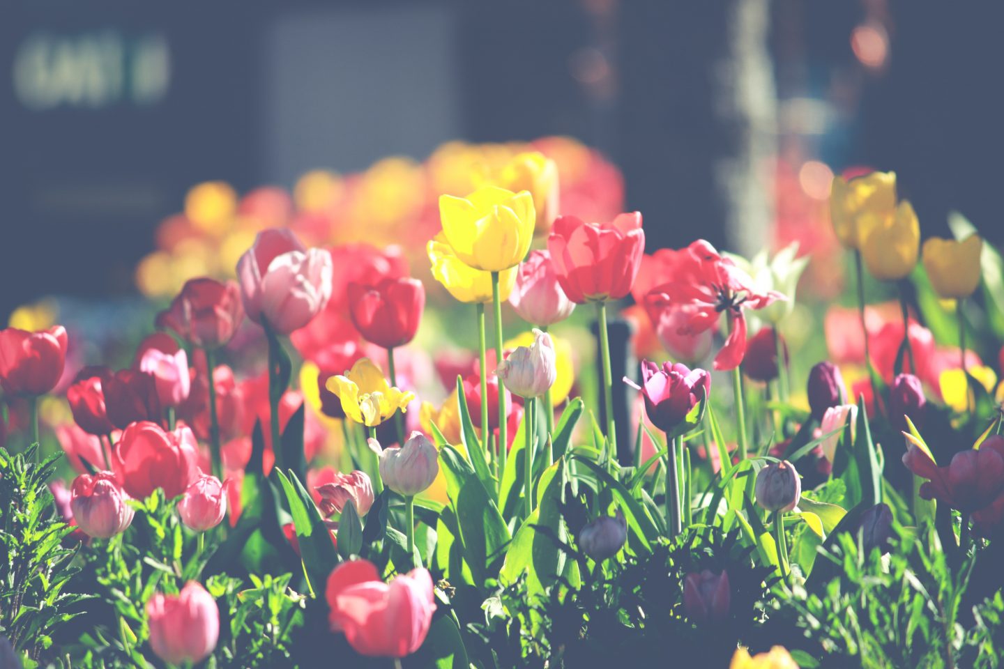 JamJarGill: Tips To Make The Most of Your Garden Space