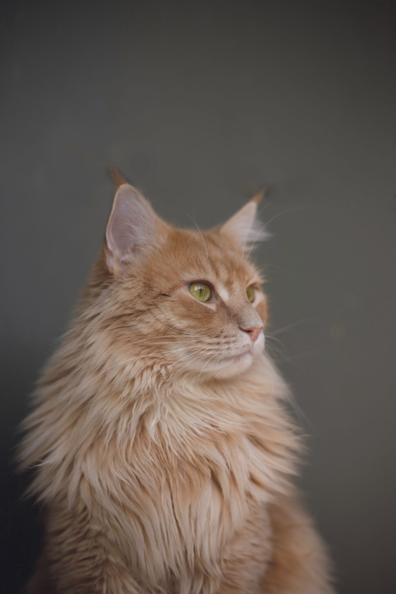 JamJarGill: A Simple Guide To Having A Healthy Pet