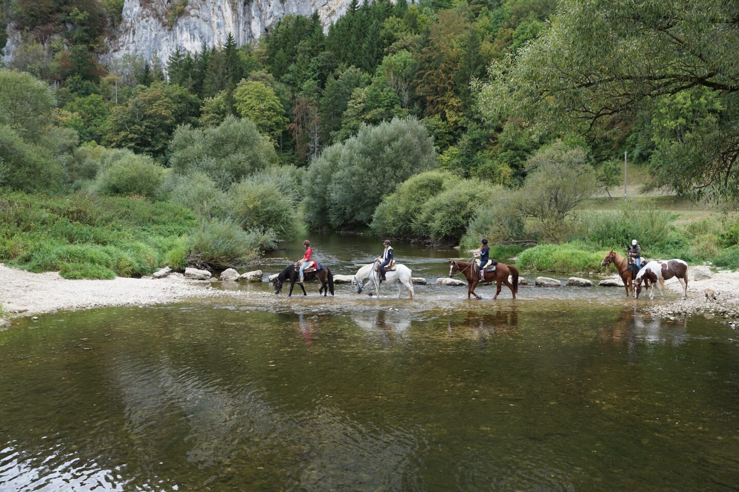 A black horse and rider, followed by a white horse with rider, followed by a brown horse and rider, followed by another brown horse with rider and a brown and white horse without a rider all crossing a river with lots of beautiful green trees all around