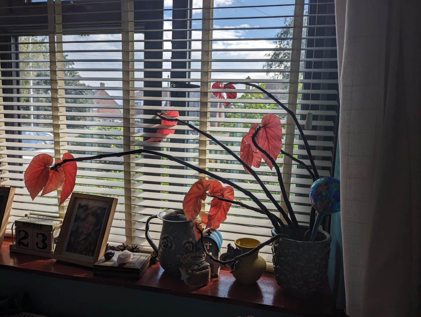 Open window with houseplant with red leaves